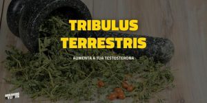 tribulus terrestris - suplemento potenciador de testosterona